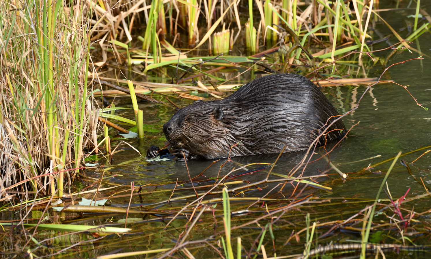 Castor canadensis [400 mm, 1/500 Sek. bei f / 8.0, ISO 1000]